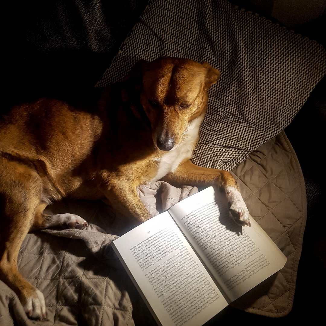 reading dog