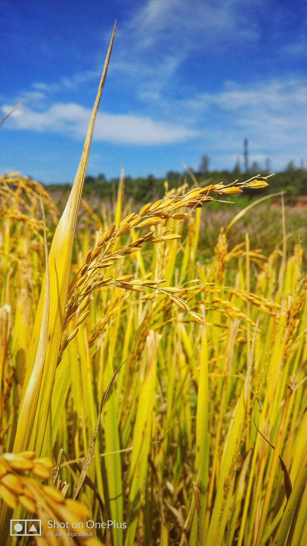 Ready for Harvest