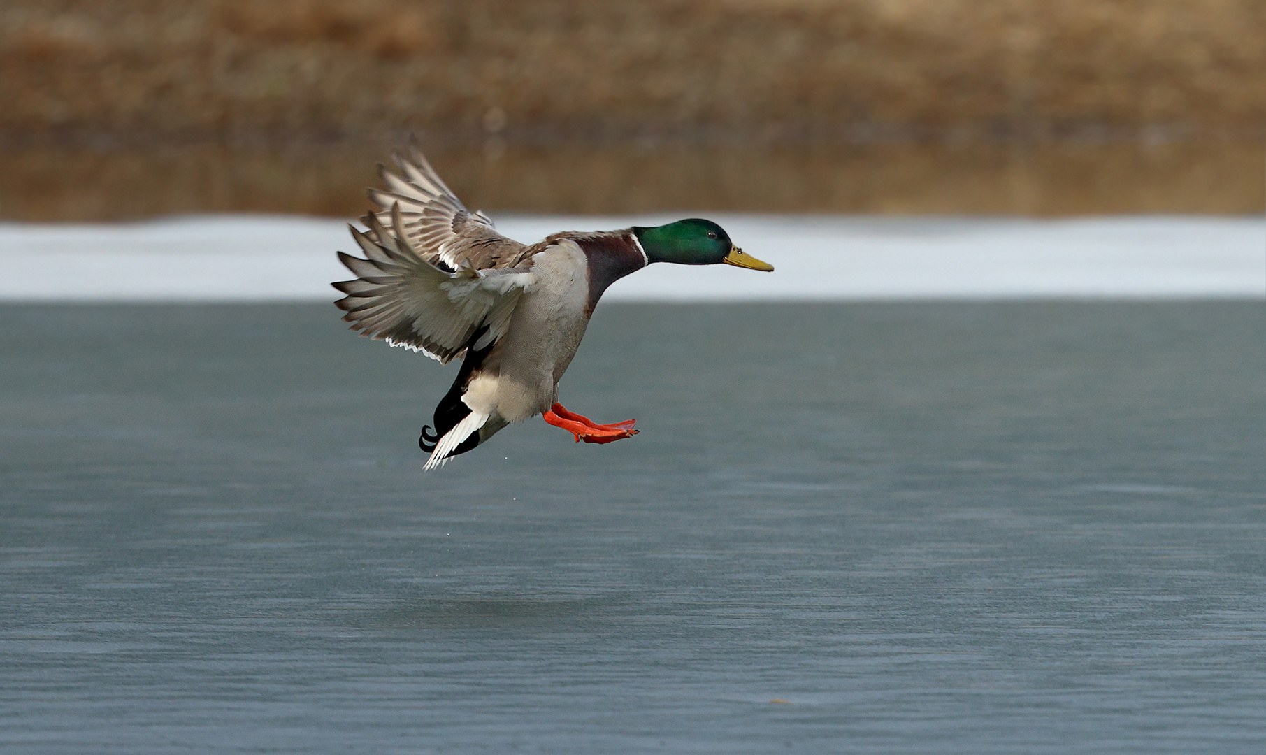 ready for landing