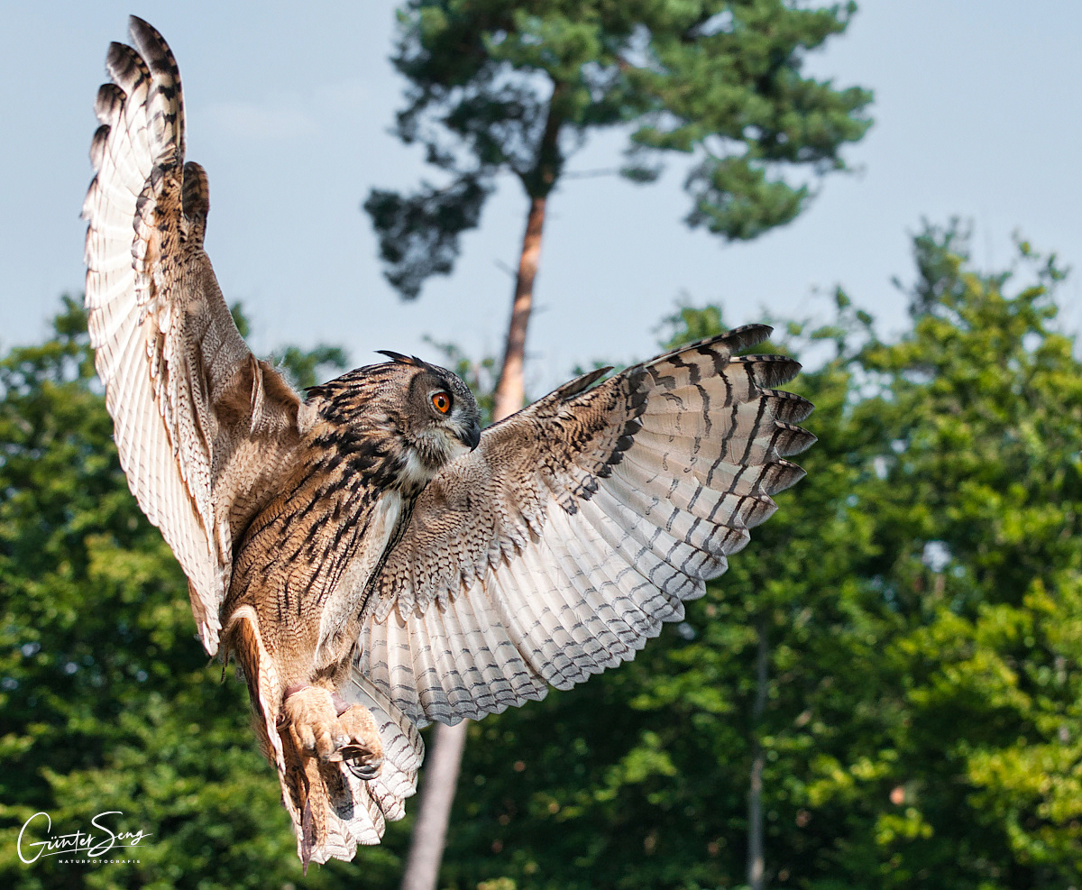 Ready for Landing