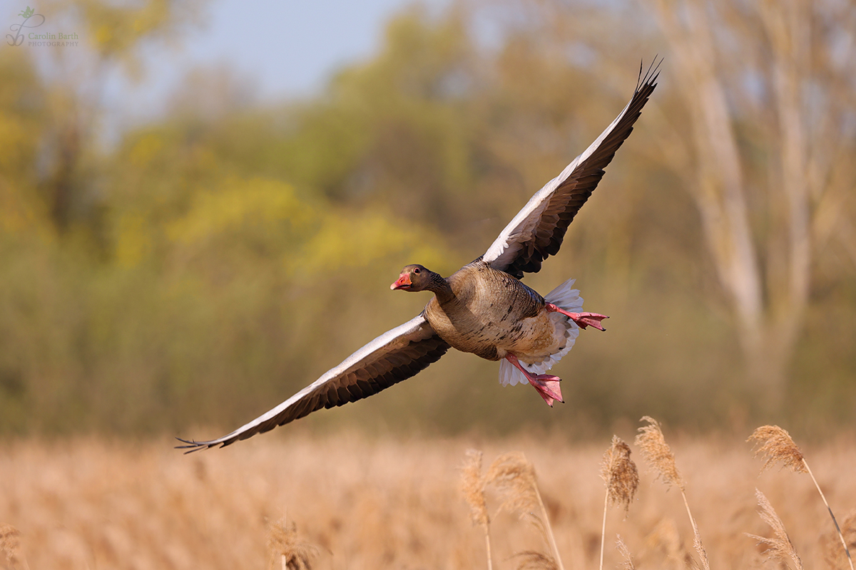 ready for landing