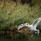 Ready for landing