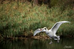 Ready for landing