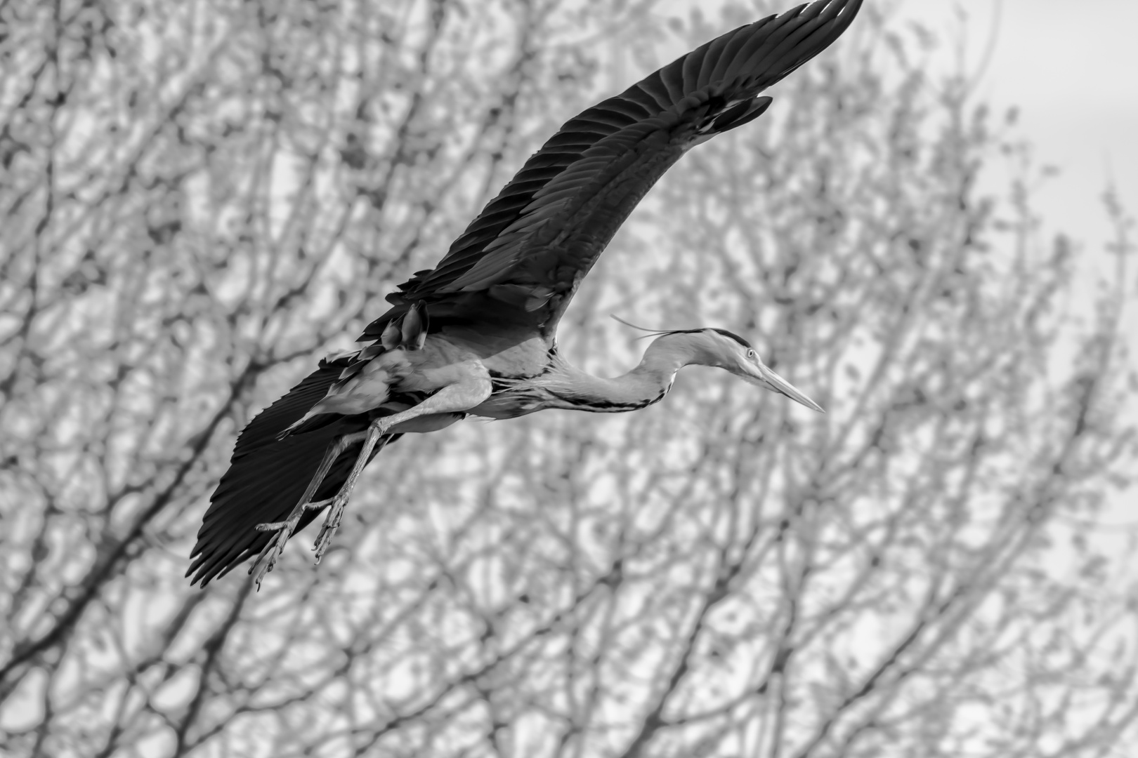 ready for landing