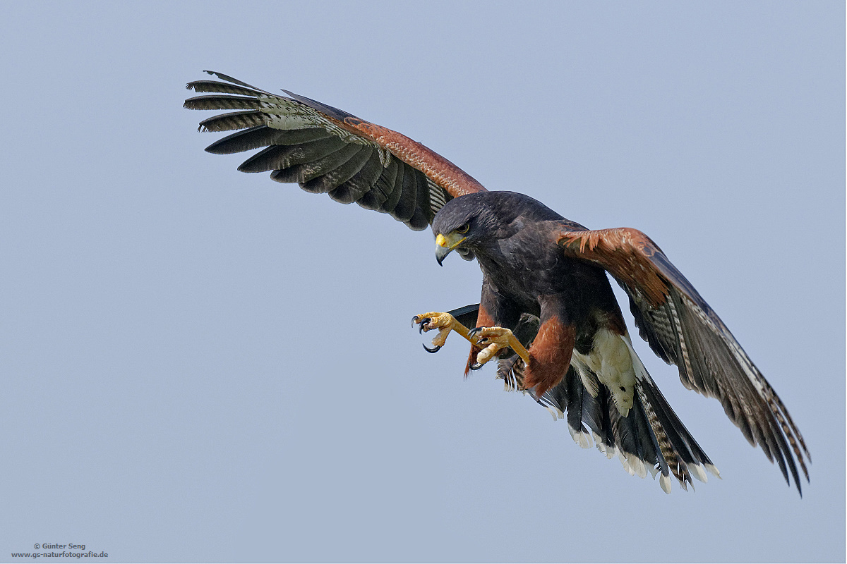 Ready for Landing