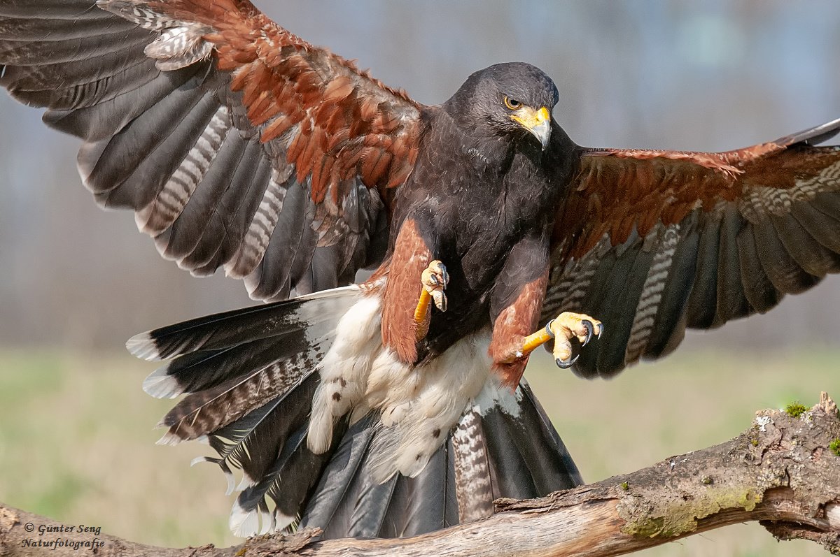 Ready for Landing