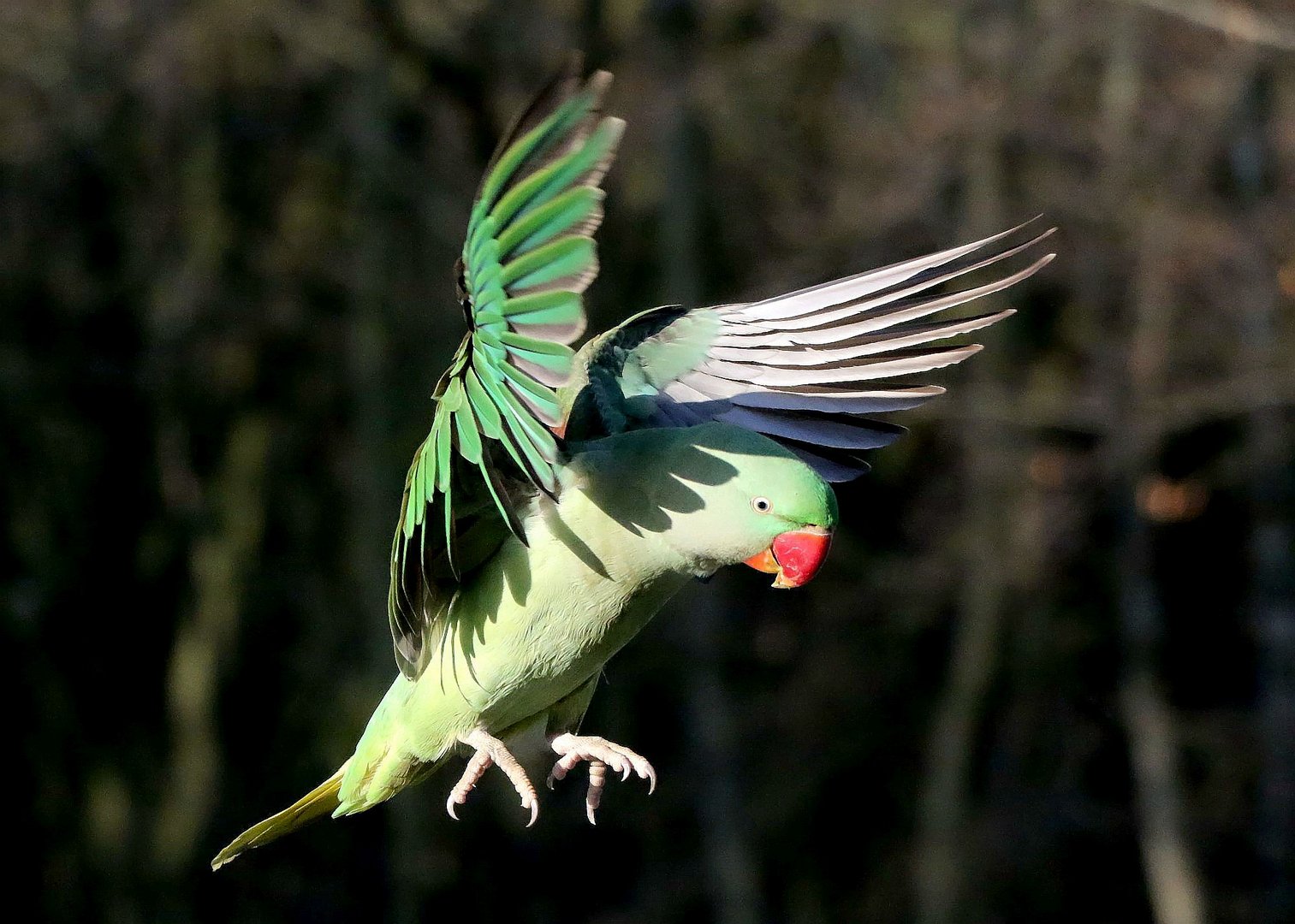 Ready for landing