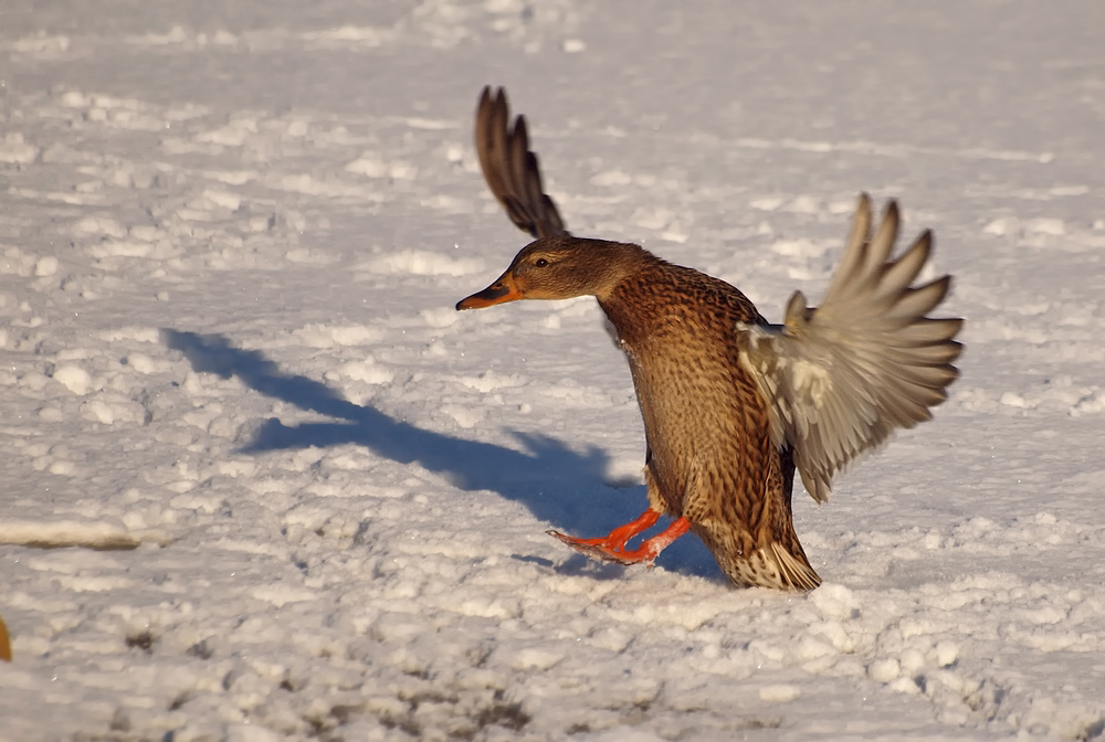 Ready for Landing