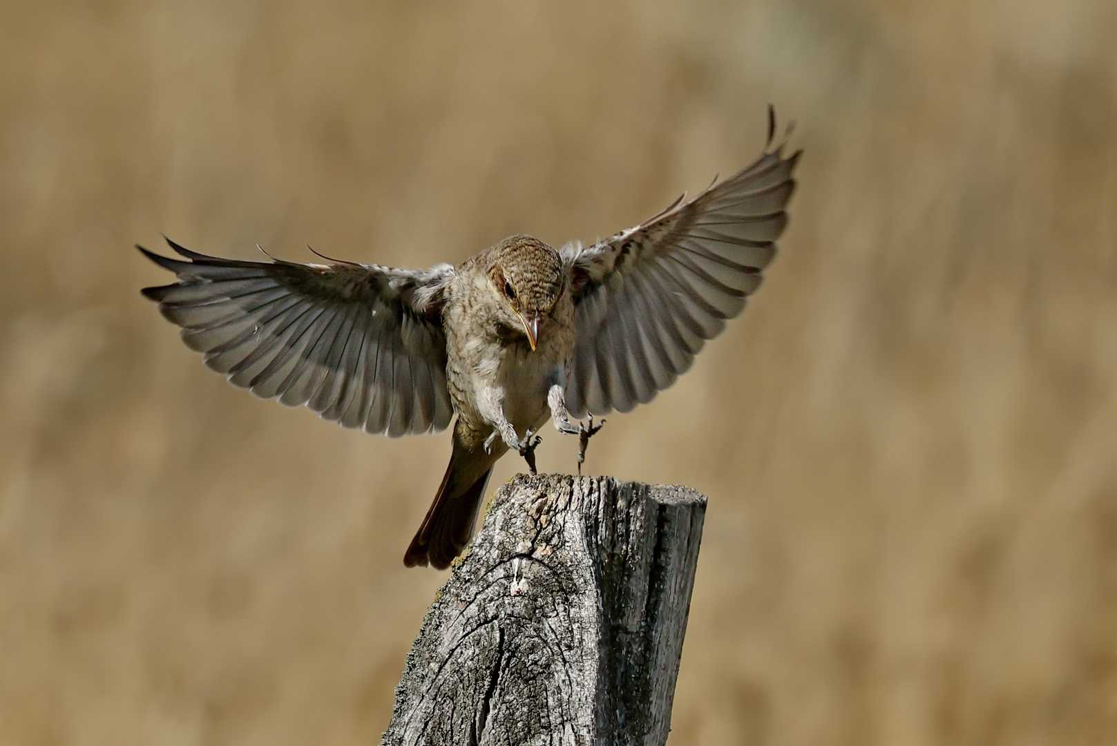 ready for landing...