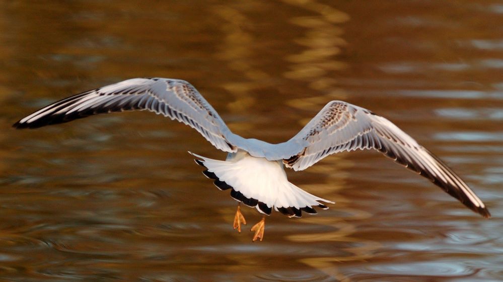 Ready for landing.