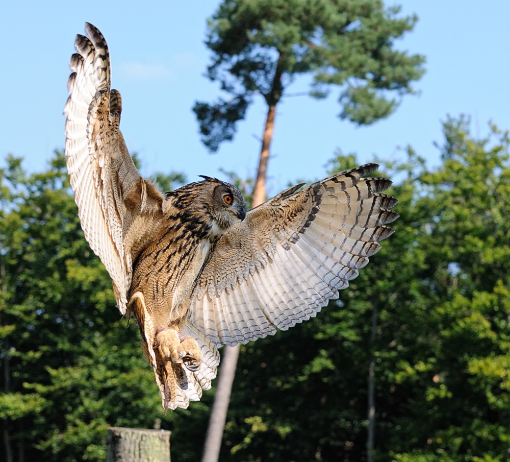 Ready for Landing....