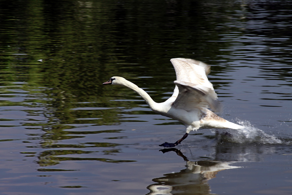 ready for landing