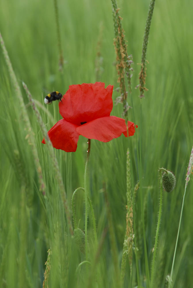 Ready for landing auf Blüte 2