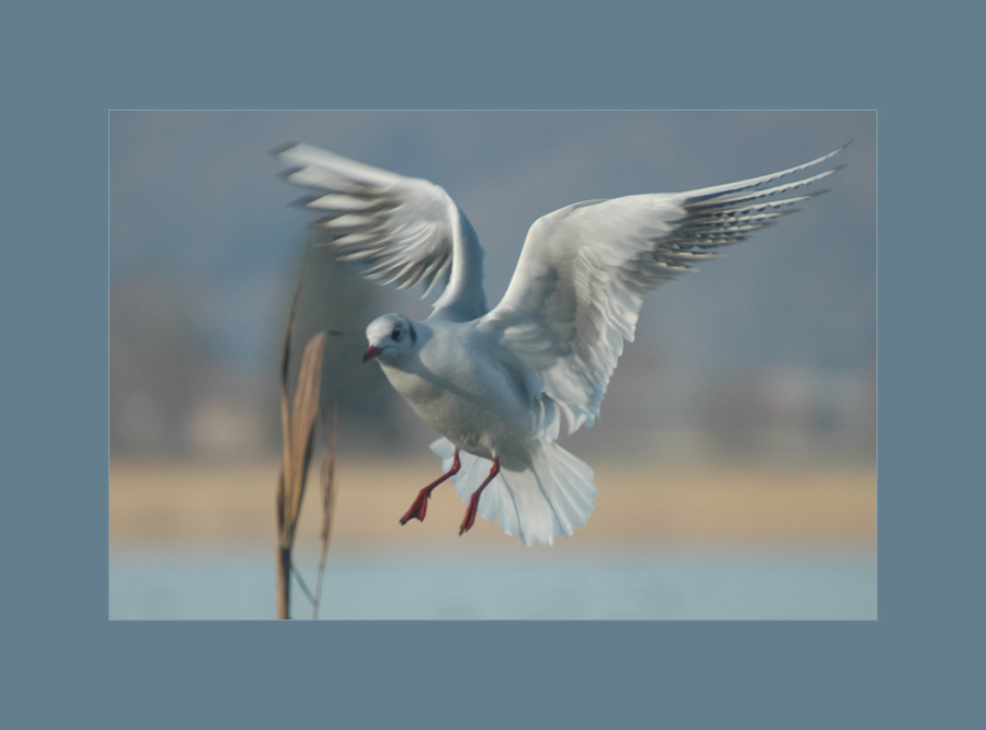 Ready for landing