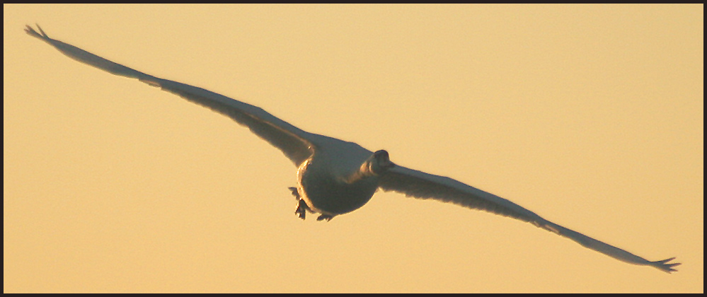 ready for landing