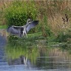 Ready for landing