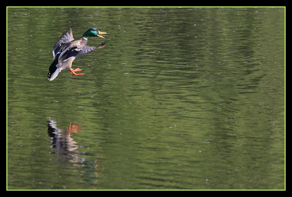 ... ready for landing ...