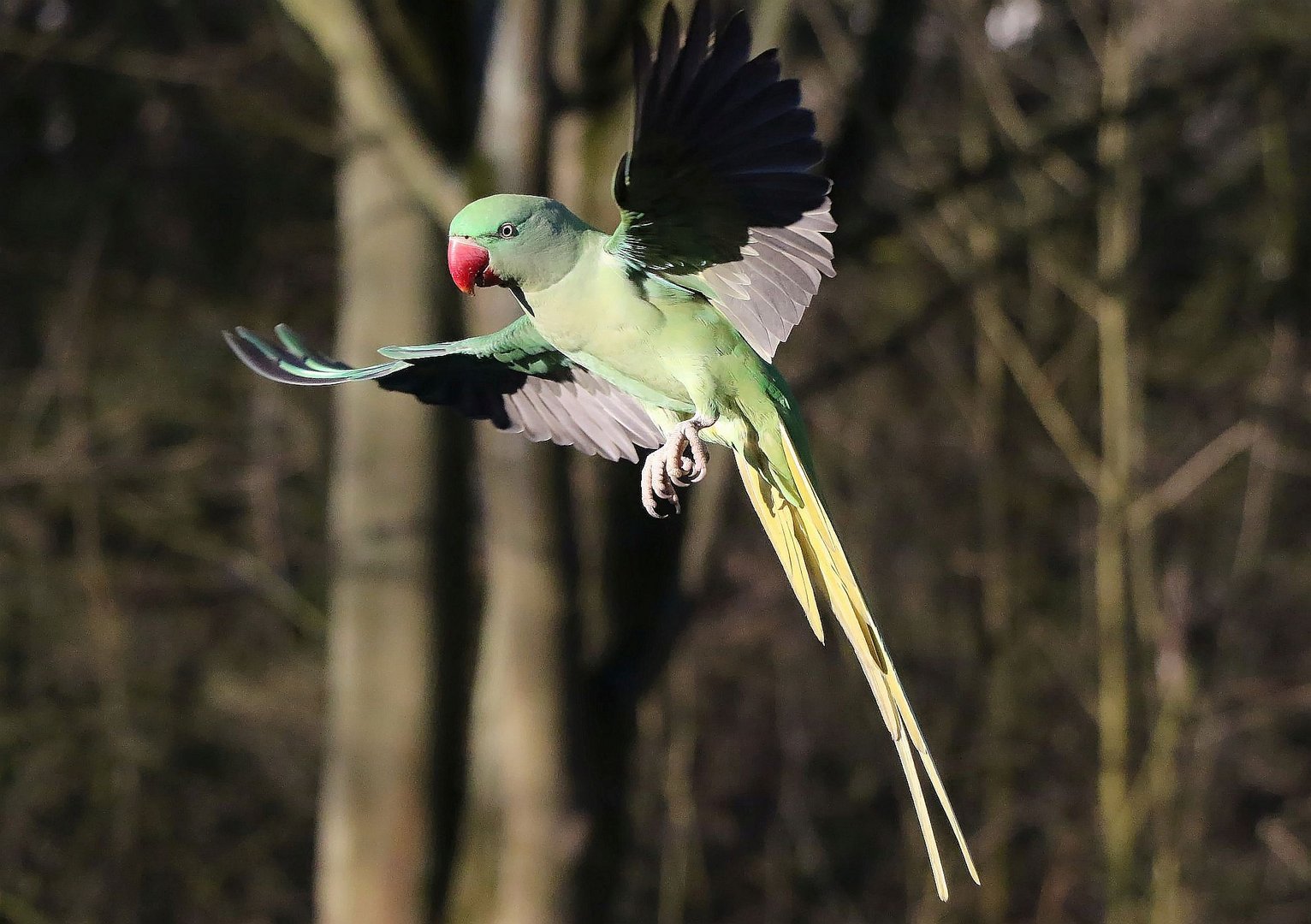 Ready for landing II