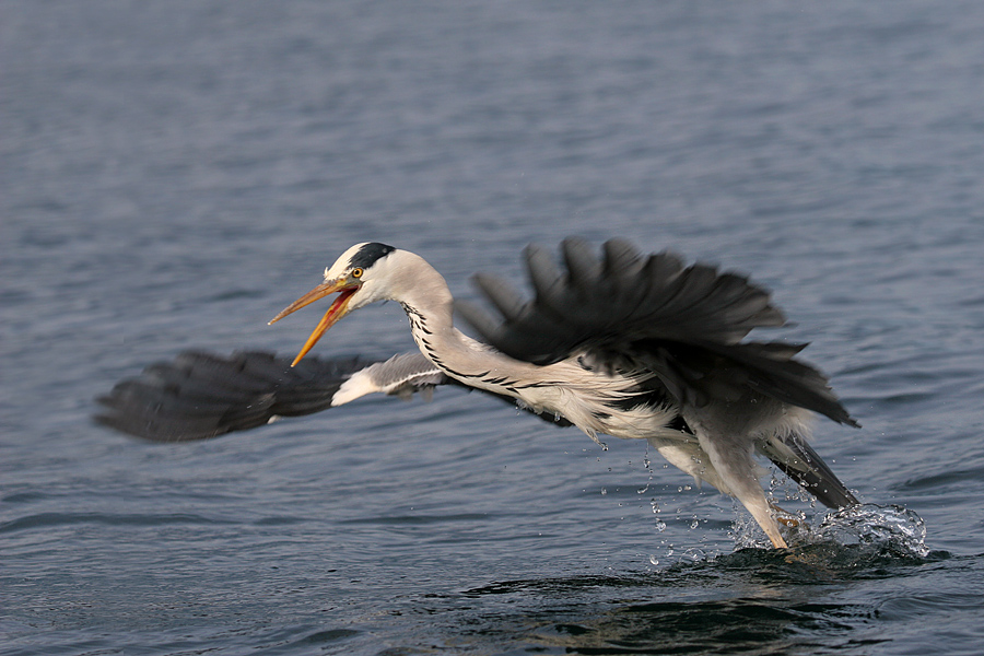 Ready for Take Off