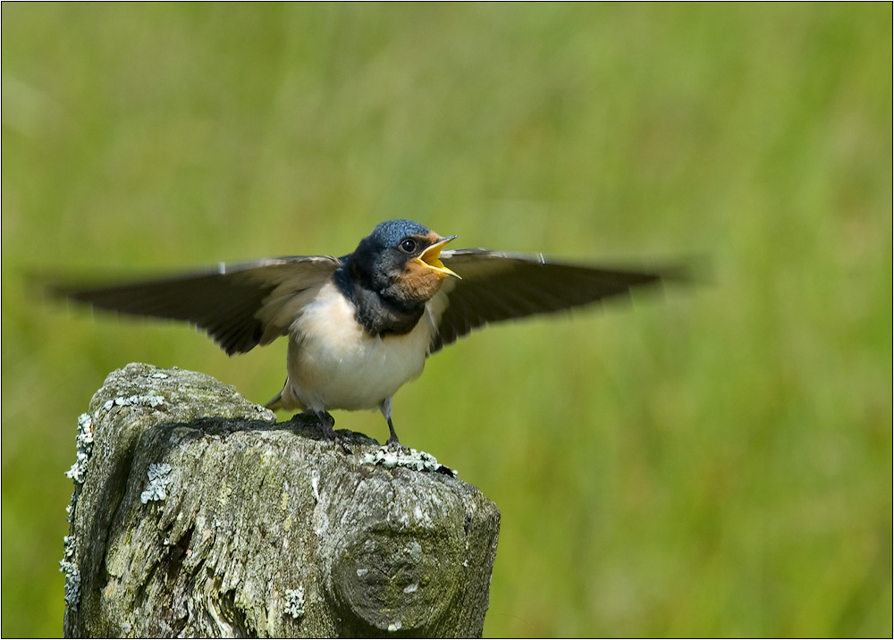 ready for take-off