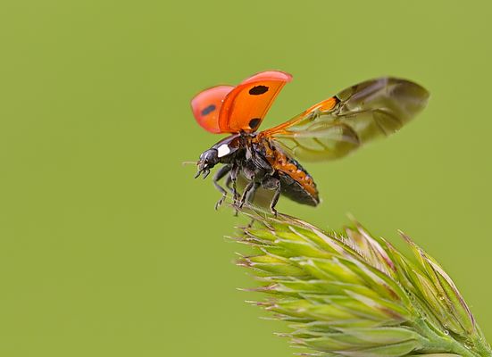 *ready for take-off *