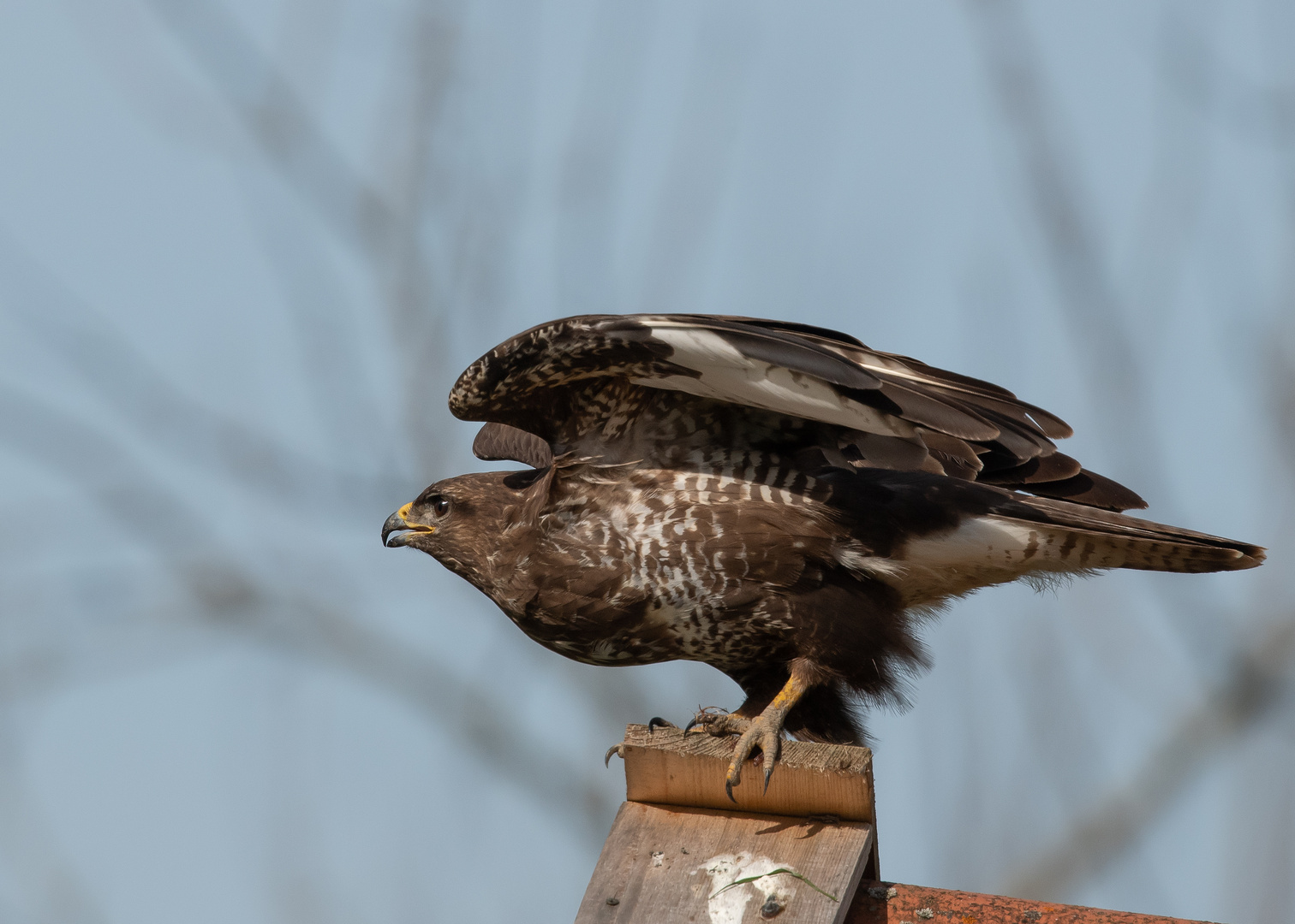 Ready for Take-Off