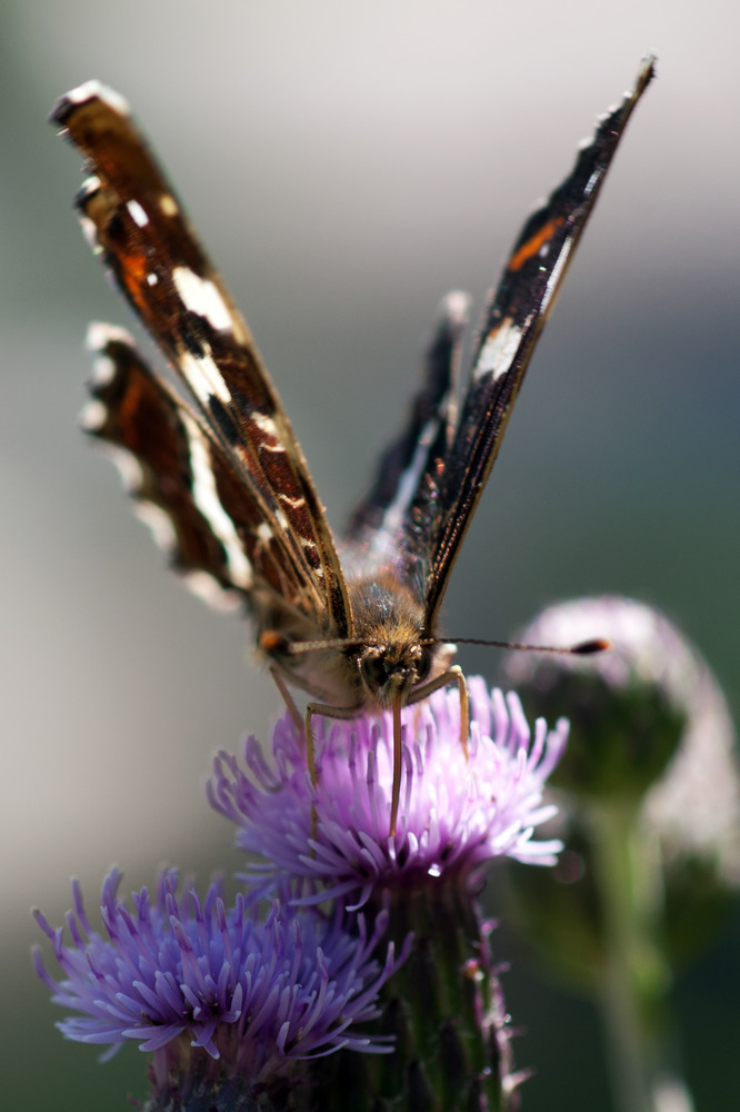 Ready for take-off