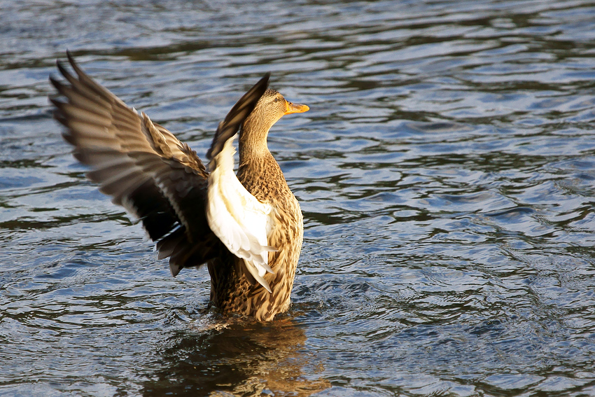 ready for take-off