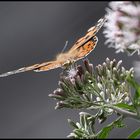 READY FOR TAKE-OFF