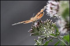 READY FOR TAKE-OFF