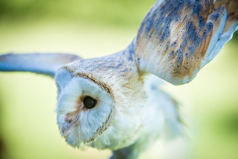 Ready for Take-off by Thomas Braun (Nürnberg) 