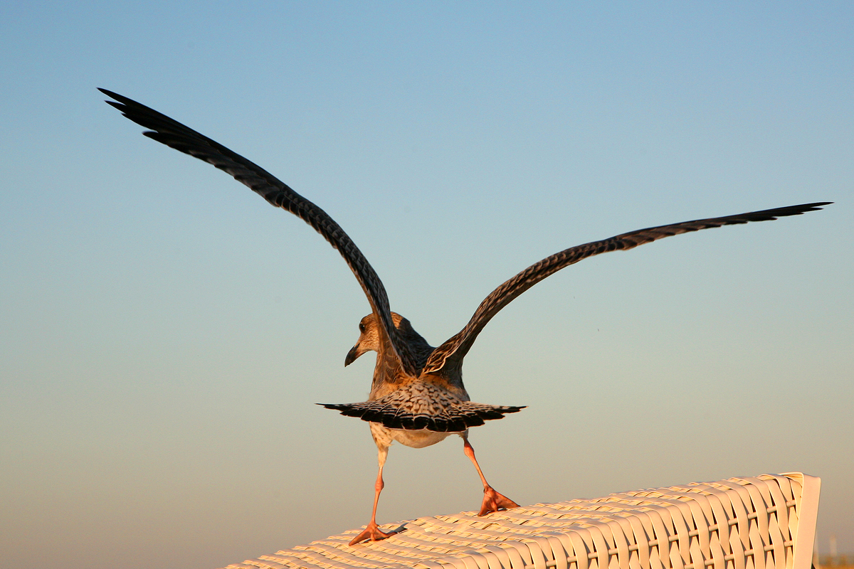 ... ready for Take-Off ...