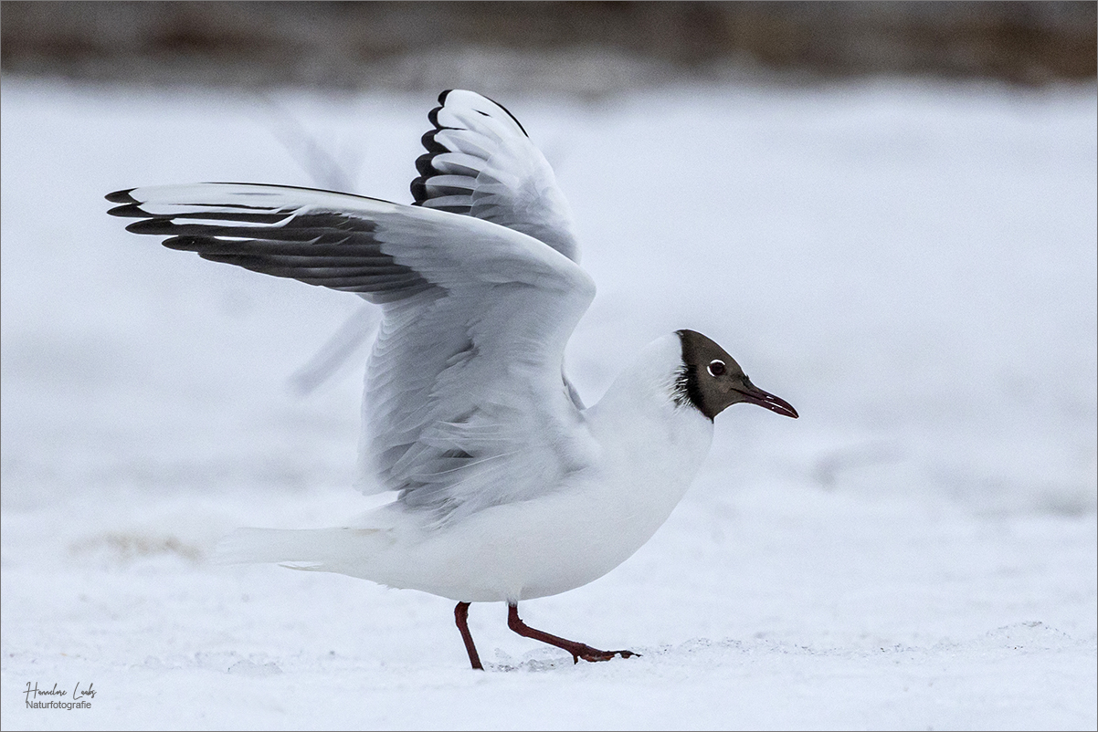 Ready for take off