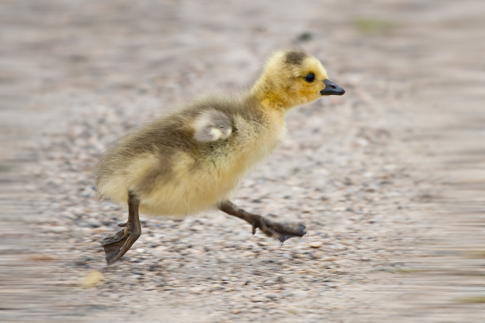 Ready for take off