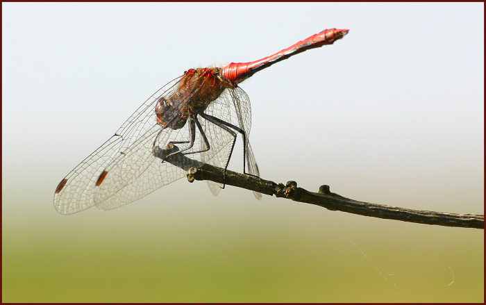 "Ready for take-off"