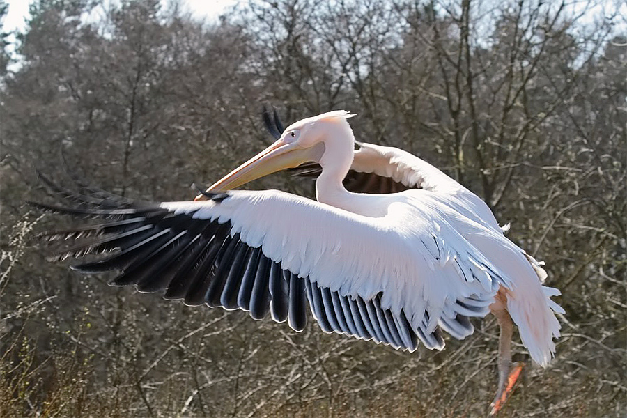 Ready for take off