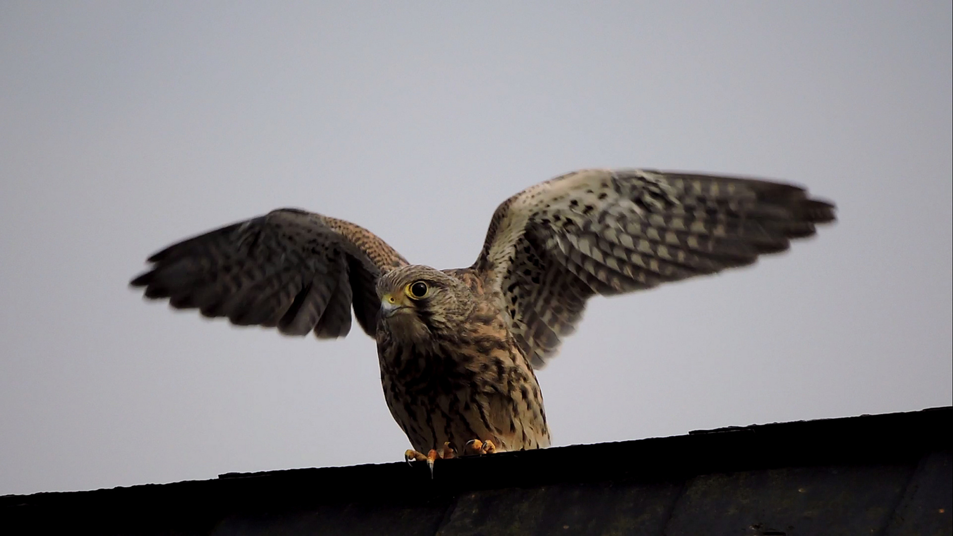 Ready for Take-off