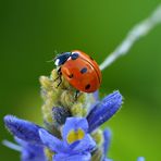 "Ready for take-off!"