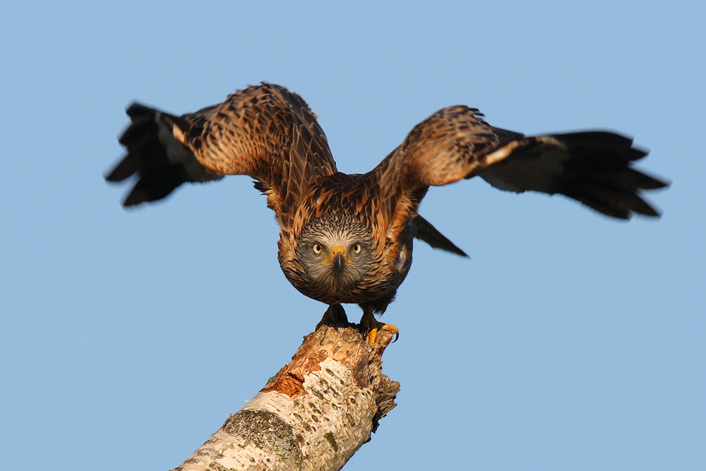 Ready for take-off!