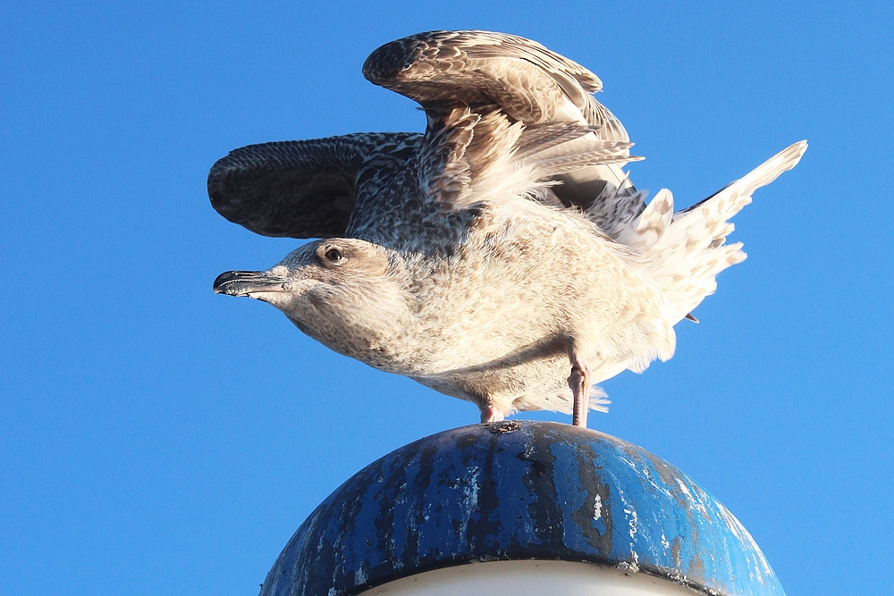 ready for take-off