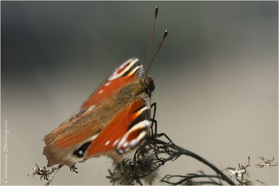 ready for take-off