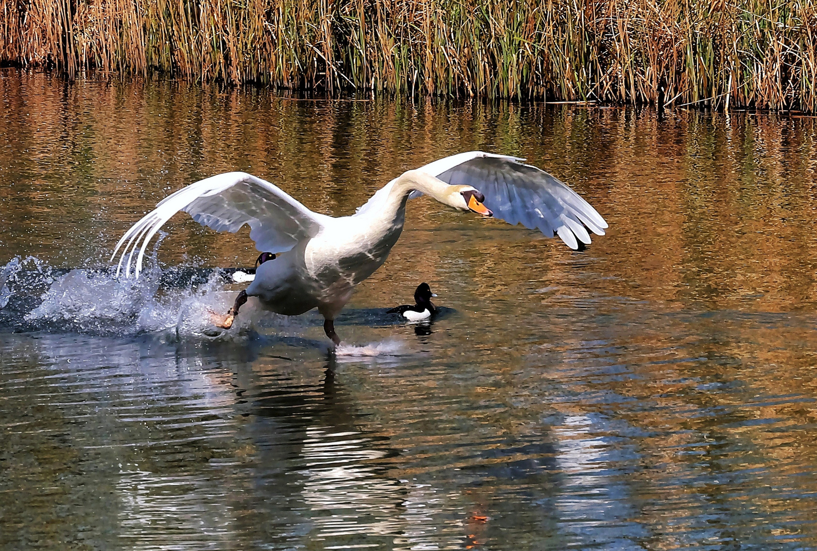 Ready for take off