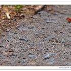 "ready for take-off" - Ein Marienkäfer hebt ab.