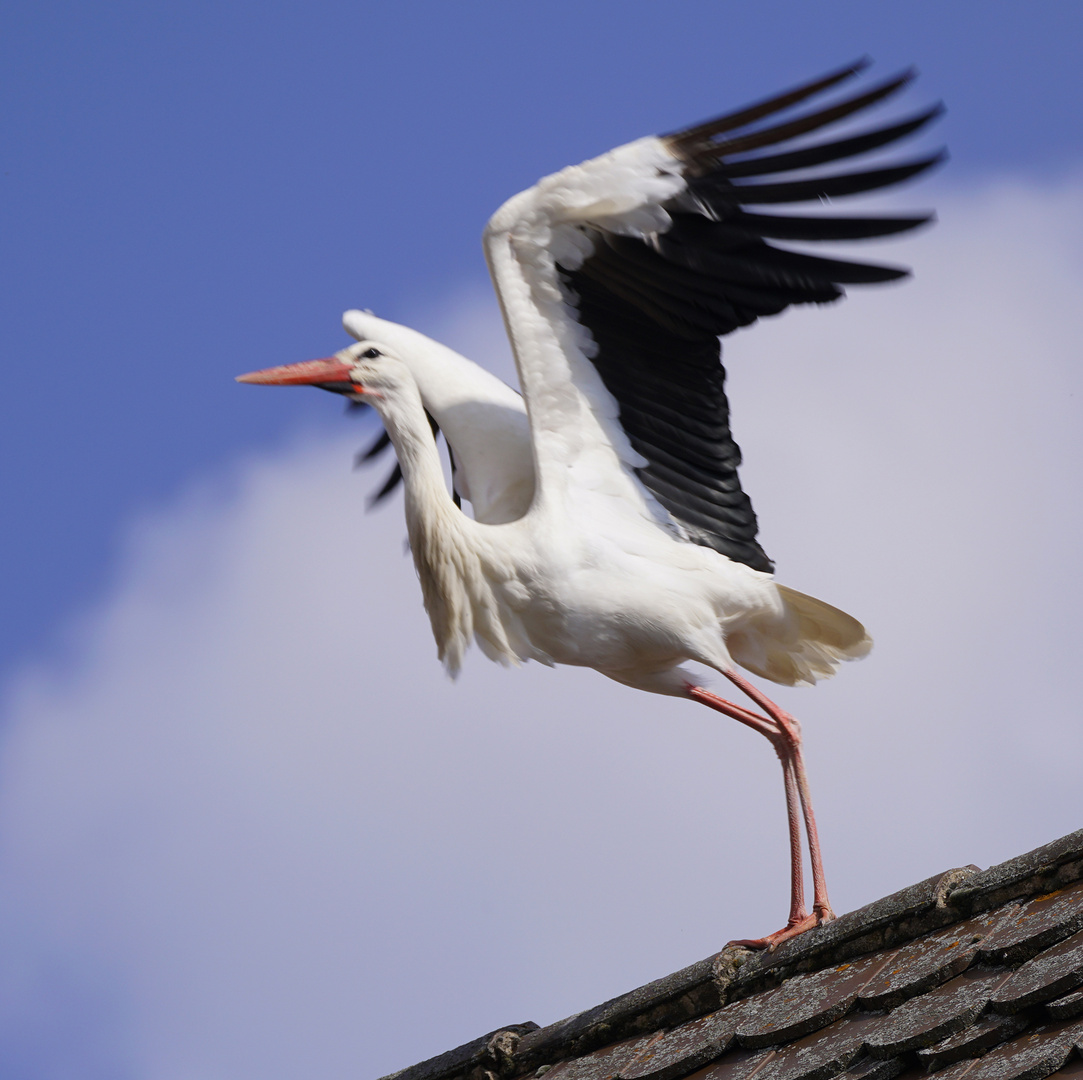 Ready for Take-Off