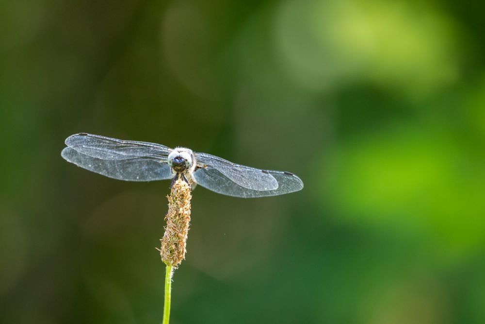 Ready for takeoff ...