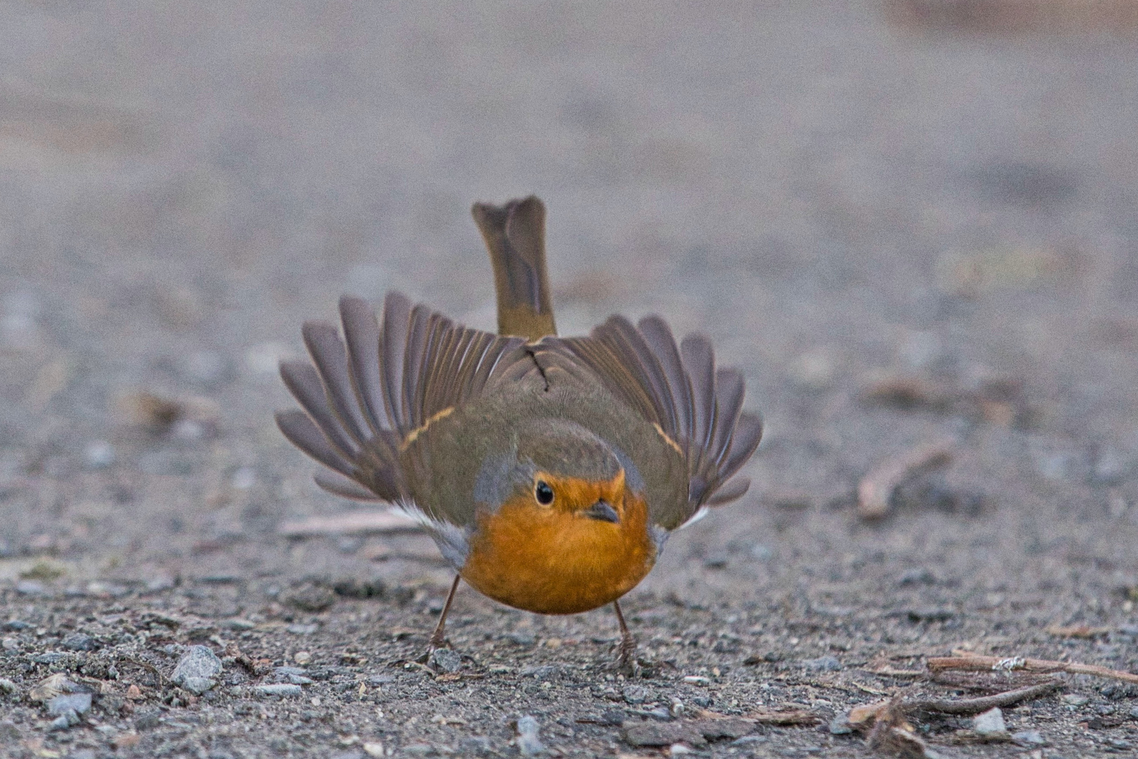 Ready for takeoff