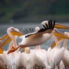 Ready for takeoff - Pelikane am Lake Nakukru