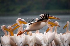 Ready for takeoff - Pelikane am Lake Nakukru