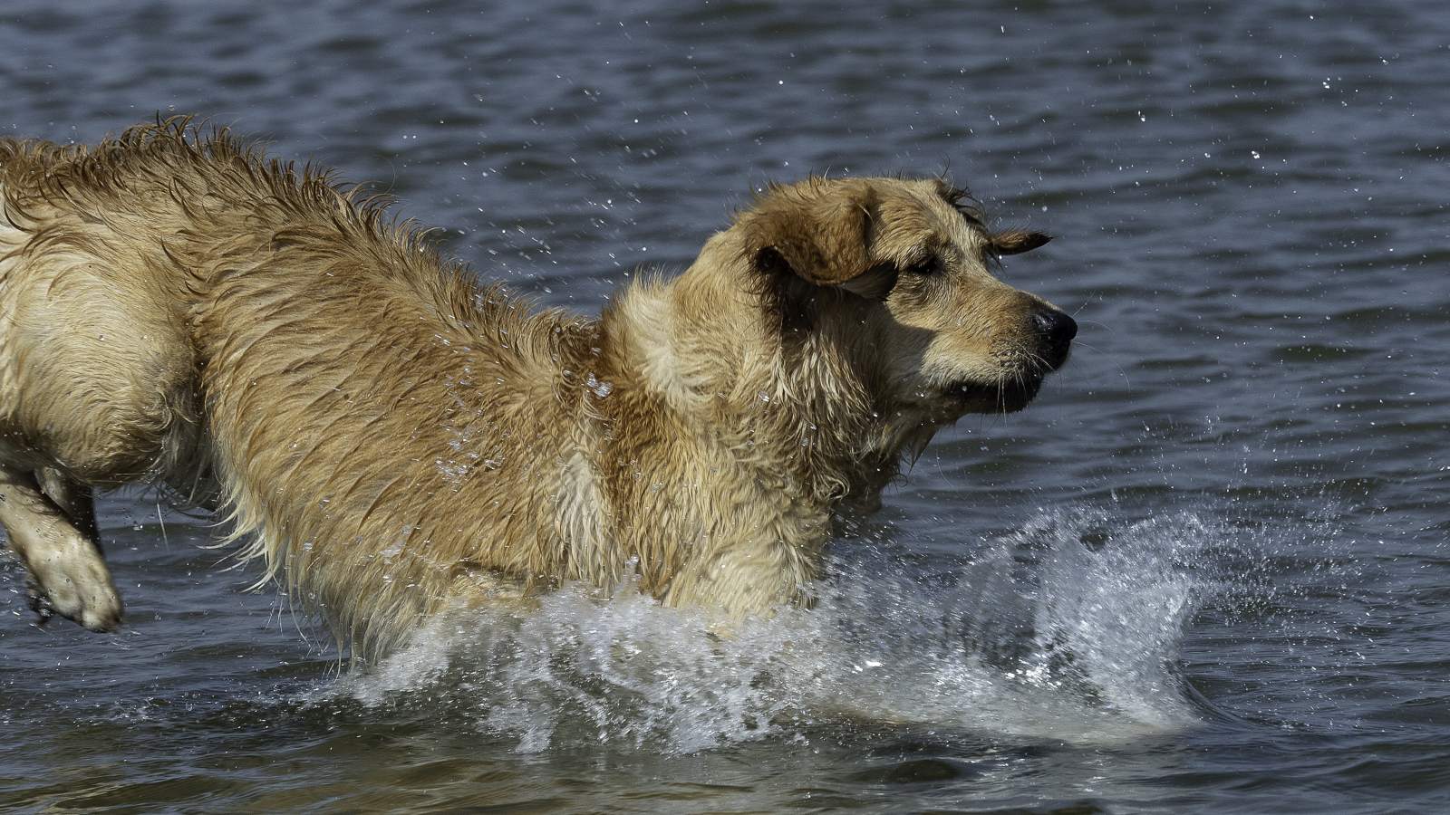 Ready to dive