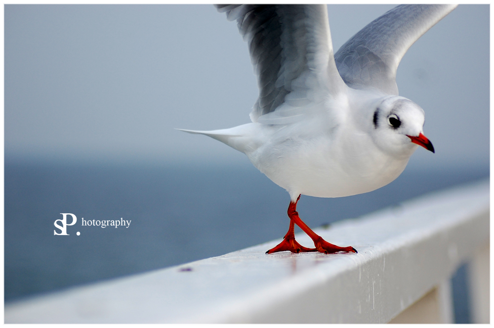 ready to fly